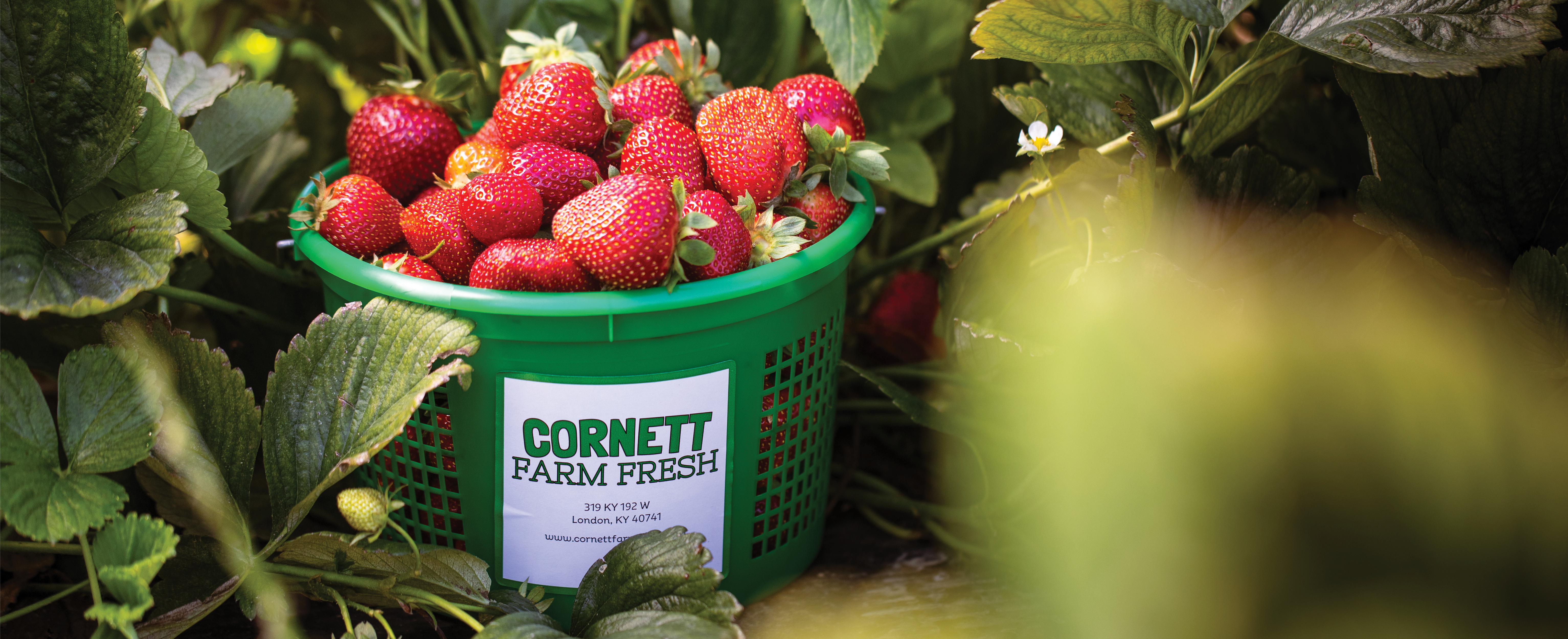 Cornett Farm Fresh Strawberries