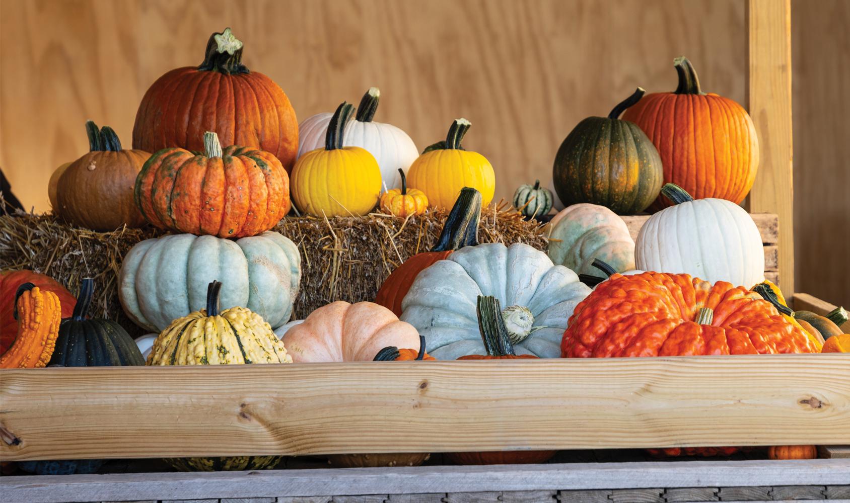 Let's Do Lunch: The Great Pumpkin!