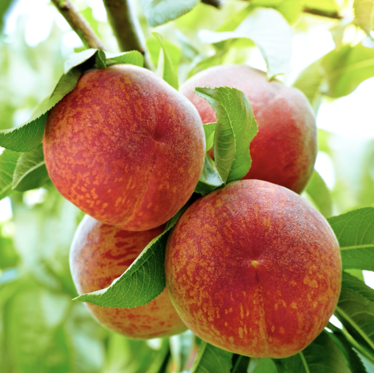 Lori Anne Southern Grown Peaches