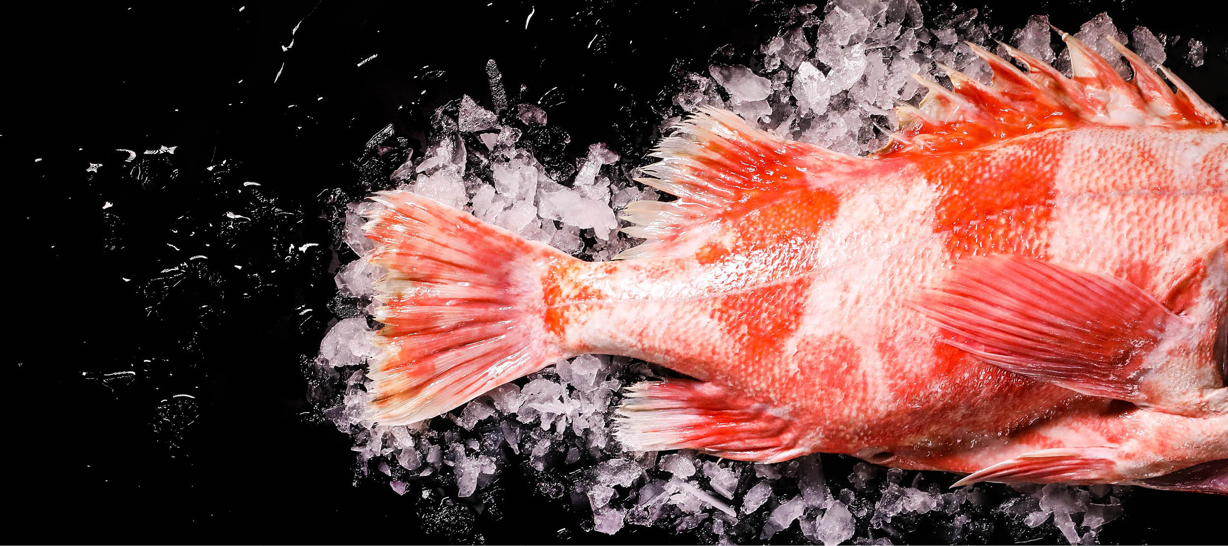 Pacific Coast Rockfish
