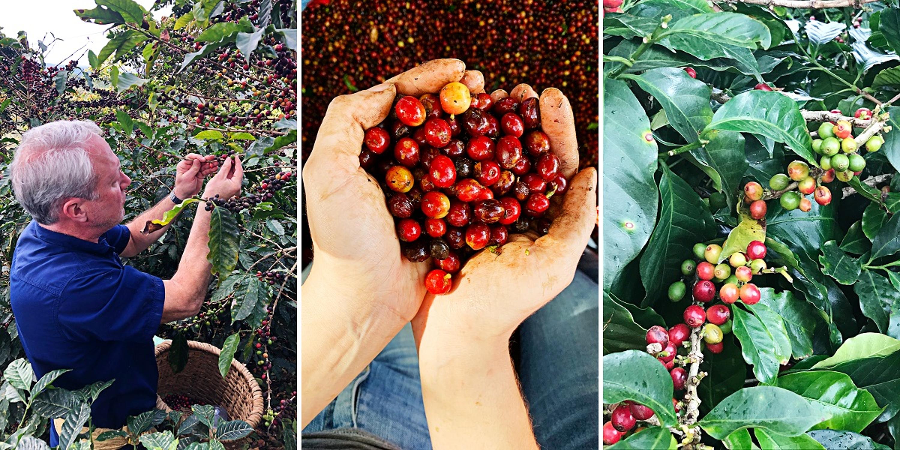 Boston Stoker Hacienda La Manita Coffee