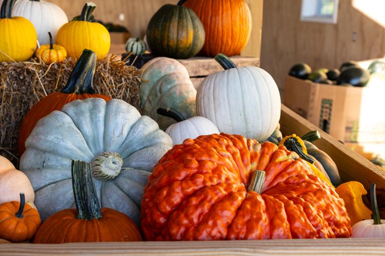Local Artisan Pumpkins