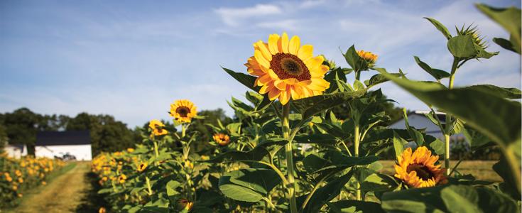 Summertime Is When Sunflowers Shine