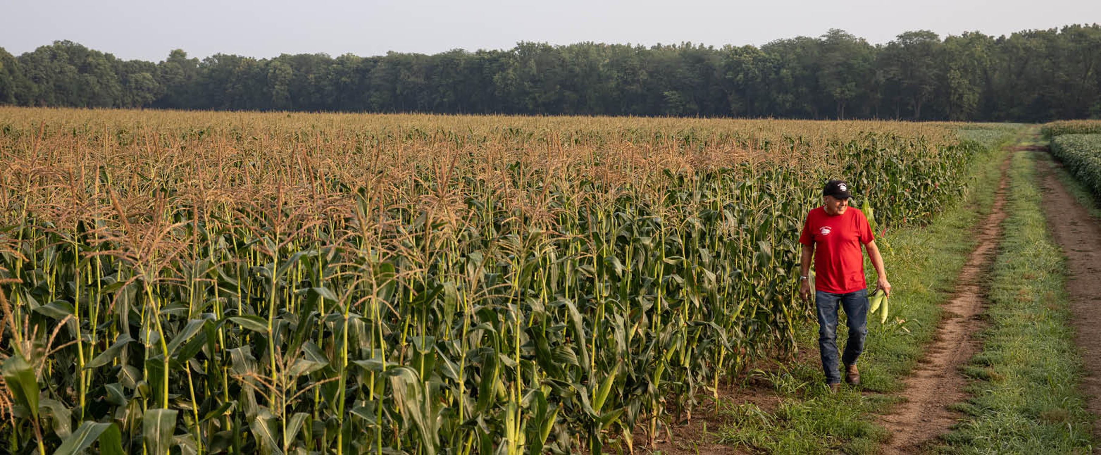 Brentlinger's Sweet Corn