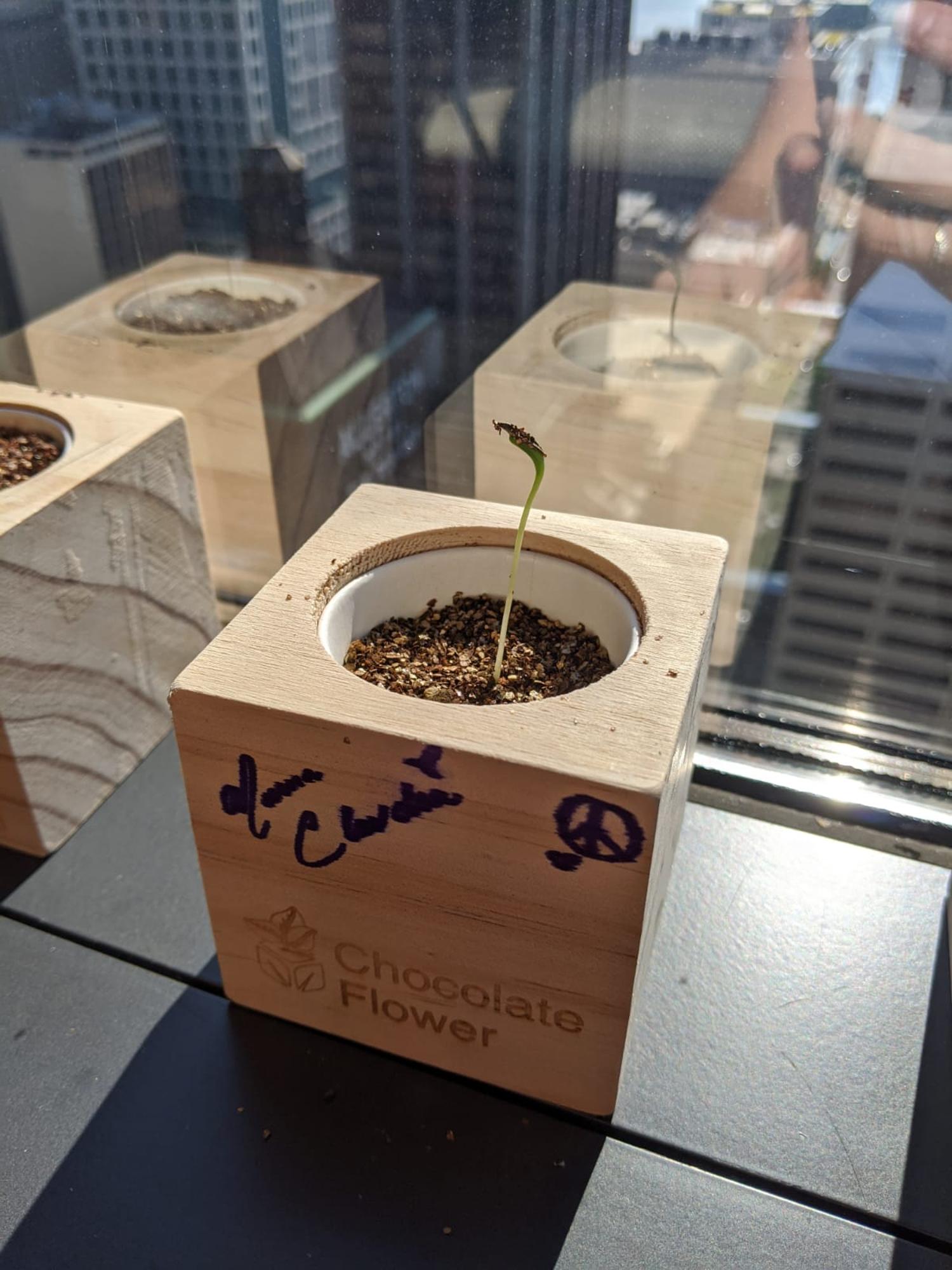 Chocolate Flower Sprigbox