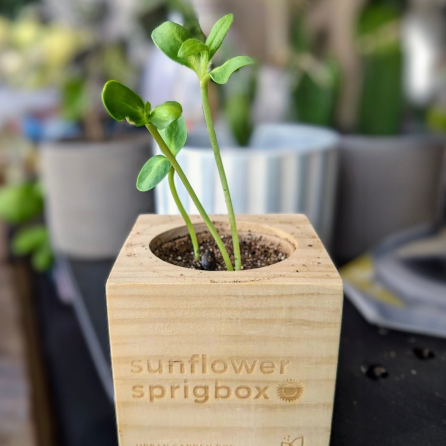 Sunflower Sprigbox