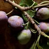 Italian-Plum-Cutting-Preserves