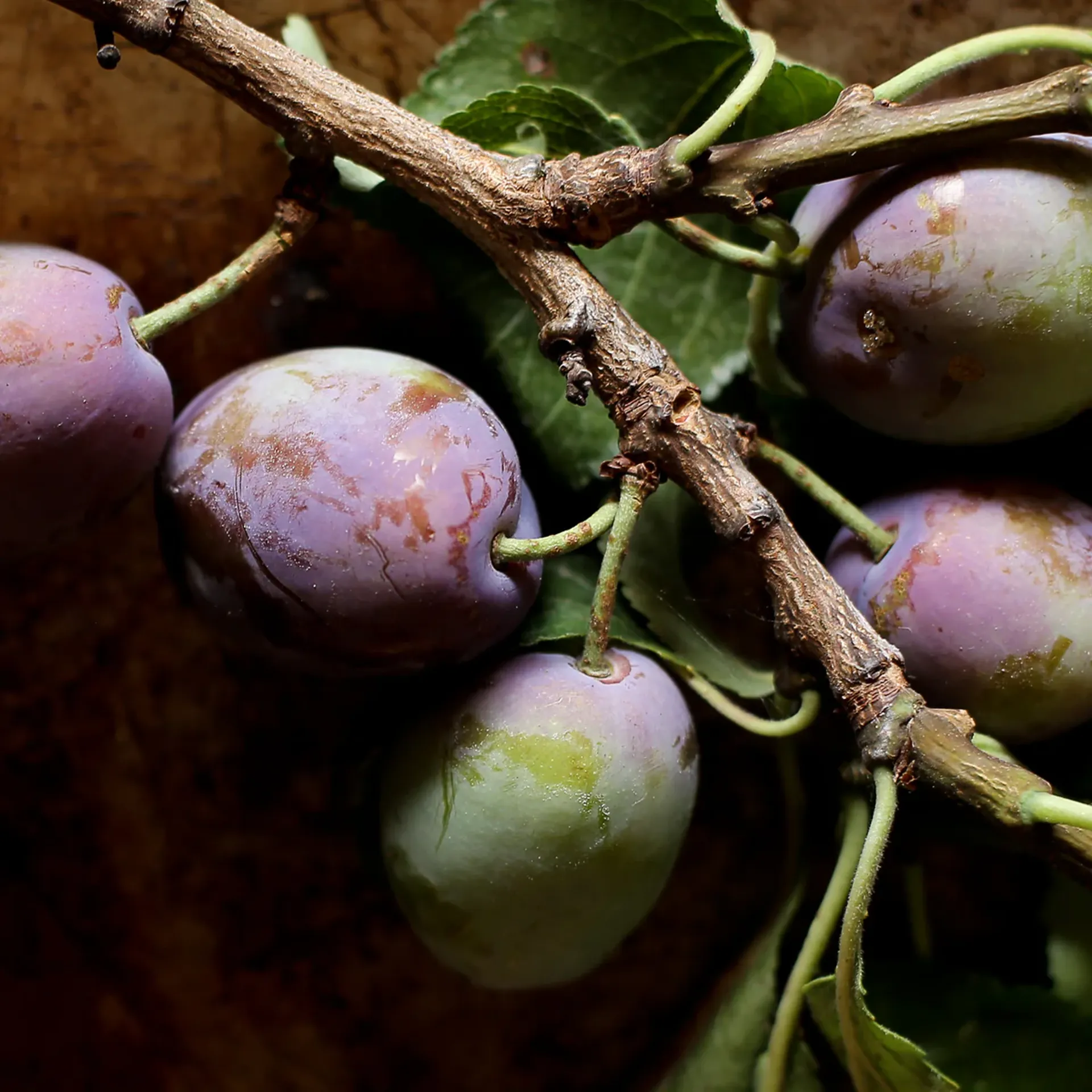 Italian-Plum-Cutting-Preserves