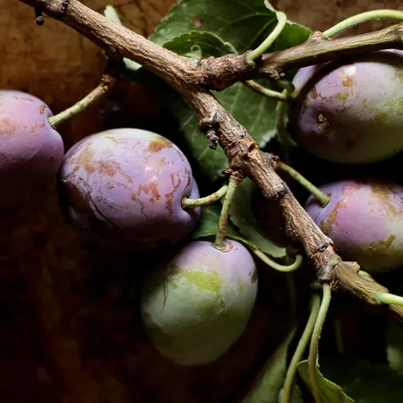 Italian-Plum-Cutting-Preserves