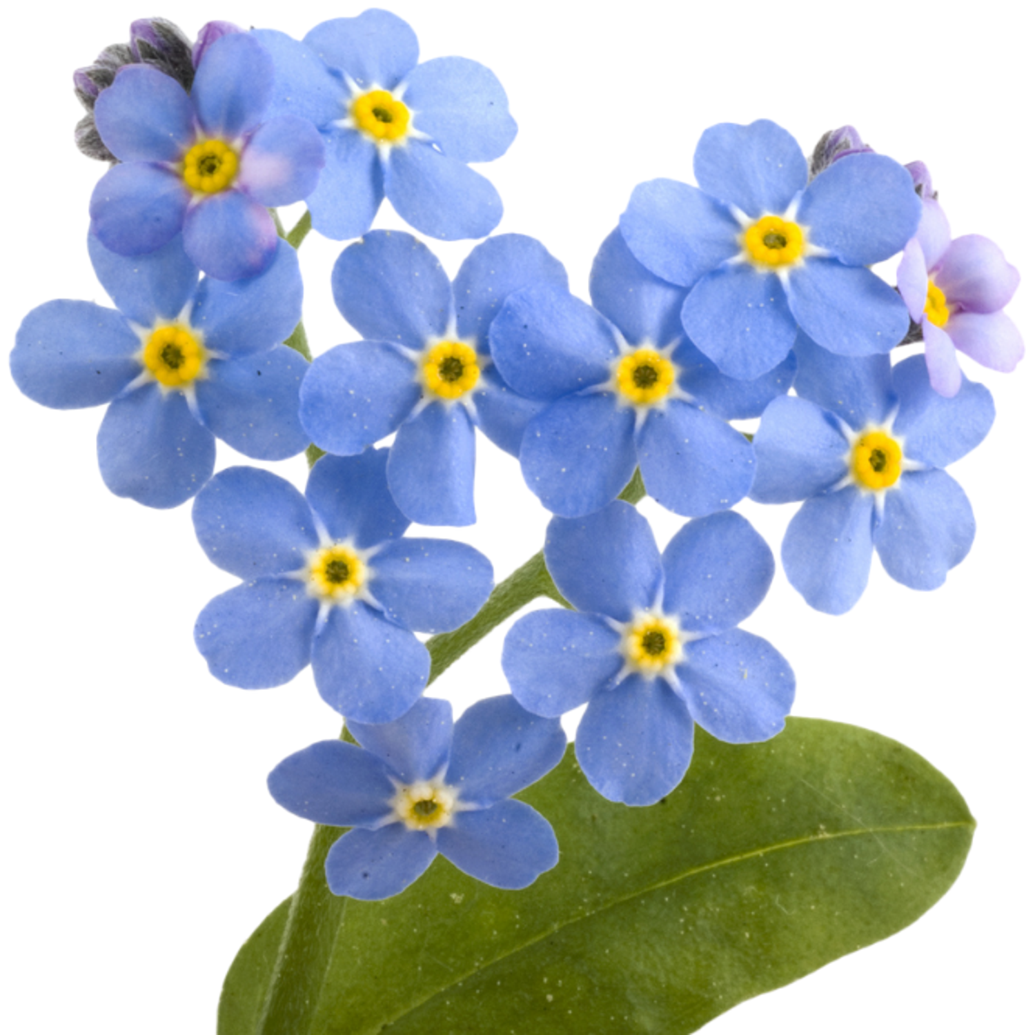 Sprigbox Forgetmenots