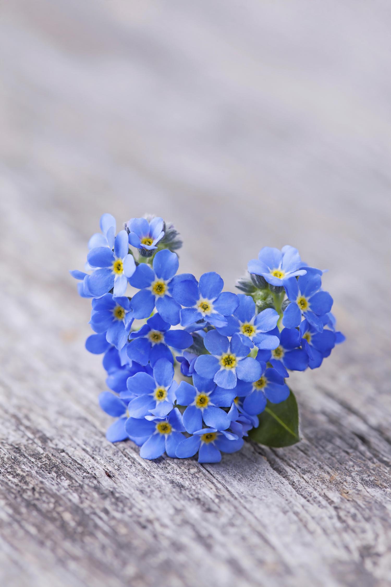 Sprigbox Forgetmenots