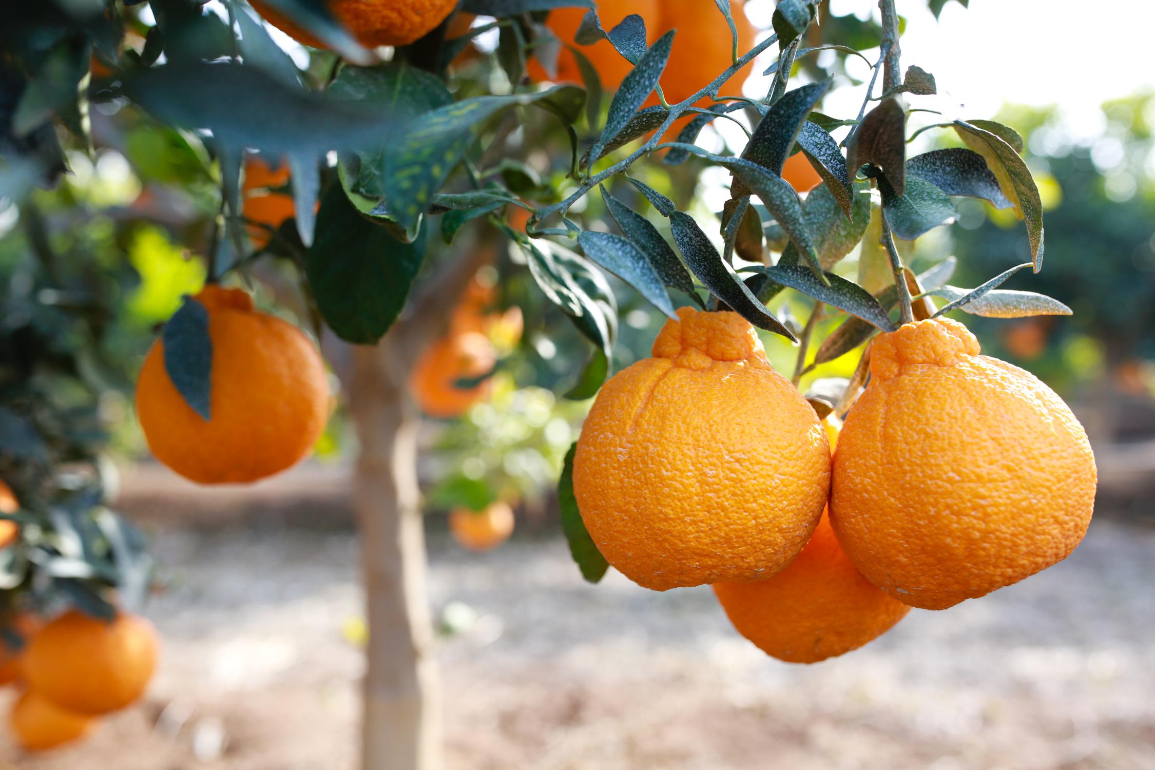 Sumo Citrus Enormously Delicious