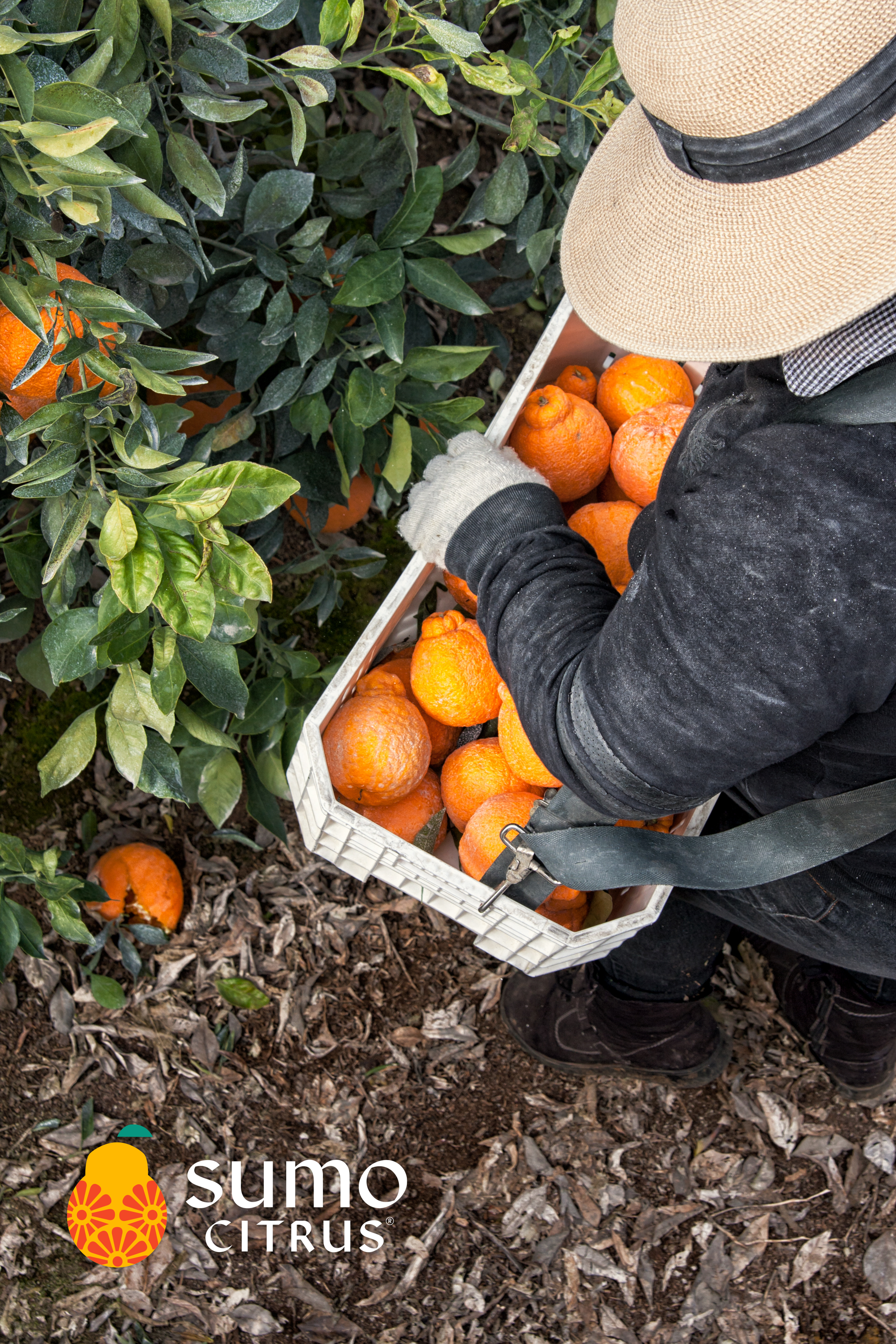 Sumo Citrus